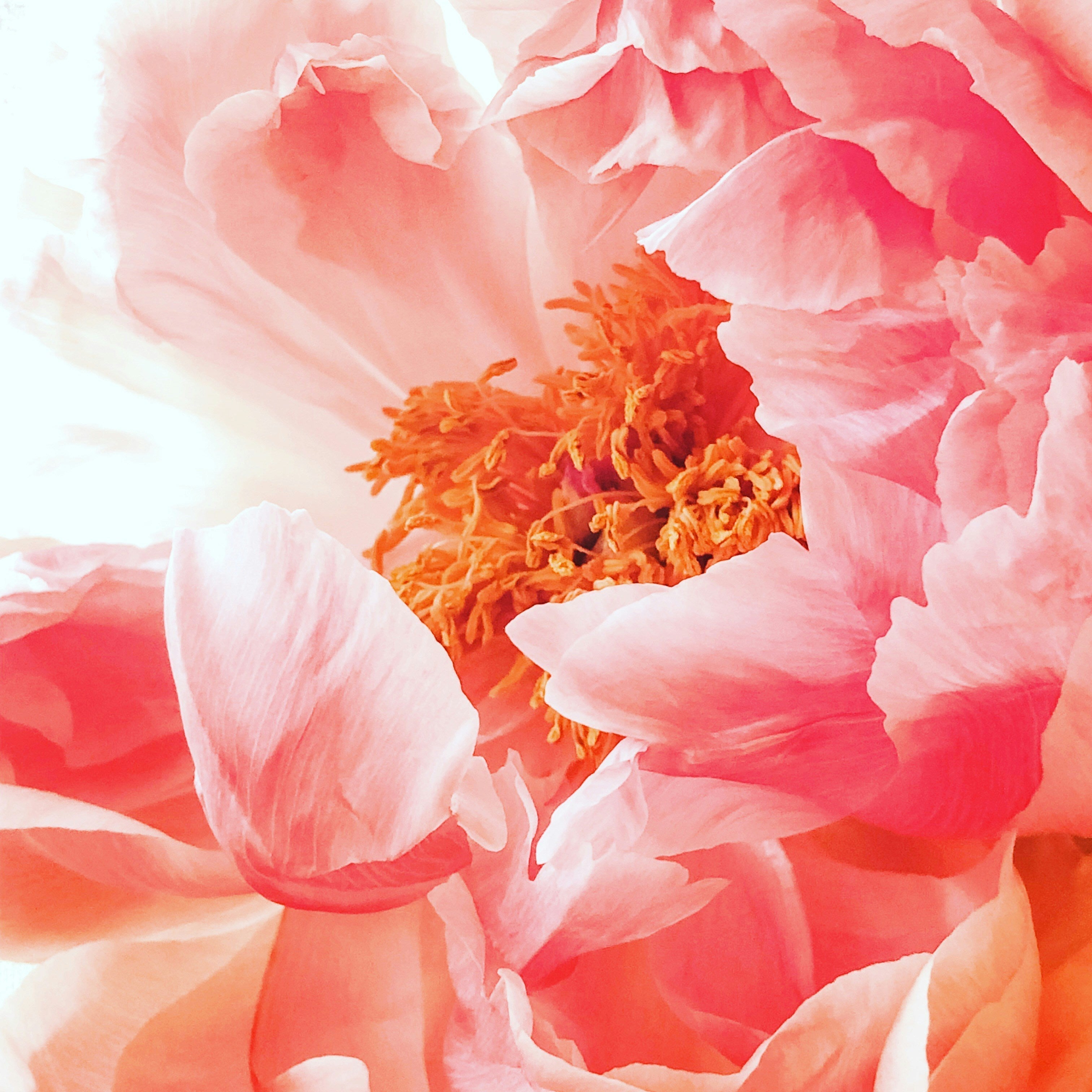 All About Floral Fragrances